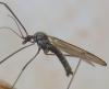 Ormosia lineata